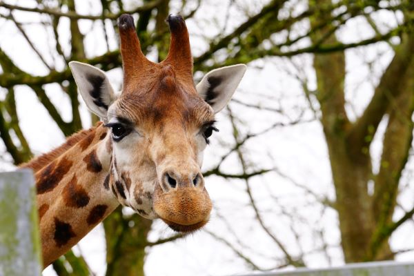 A_curious_inhabitant_at_the_excellent_Paignton_Zoo