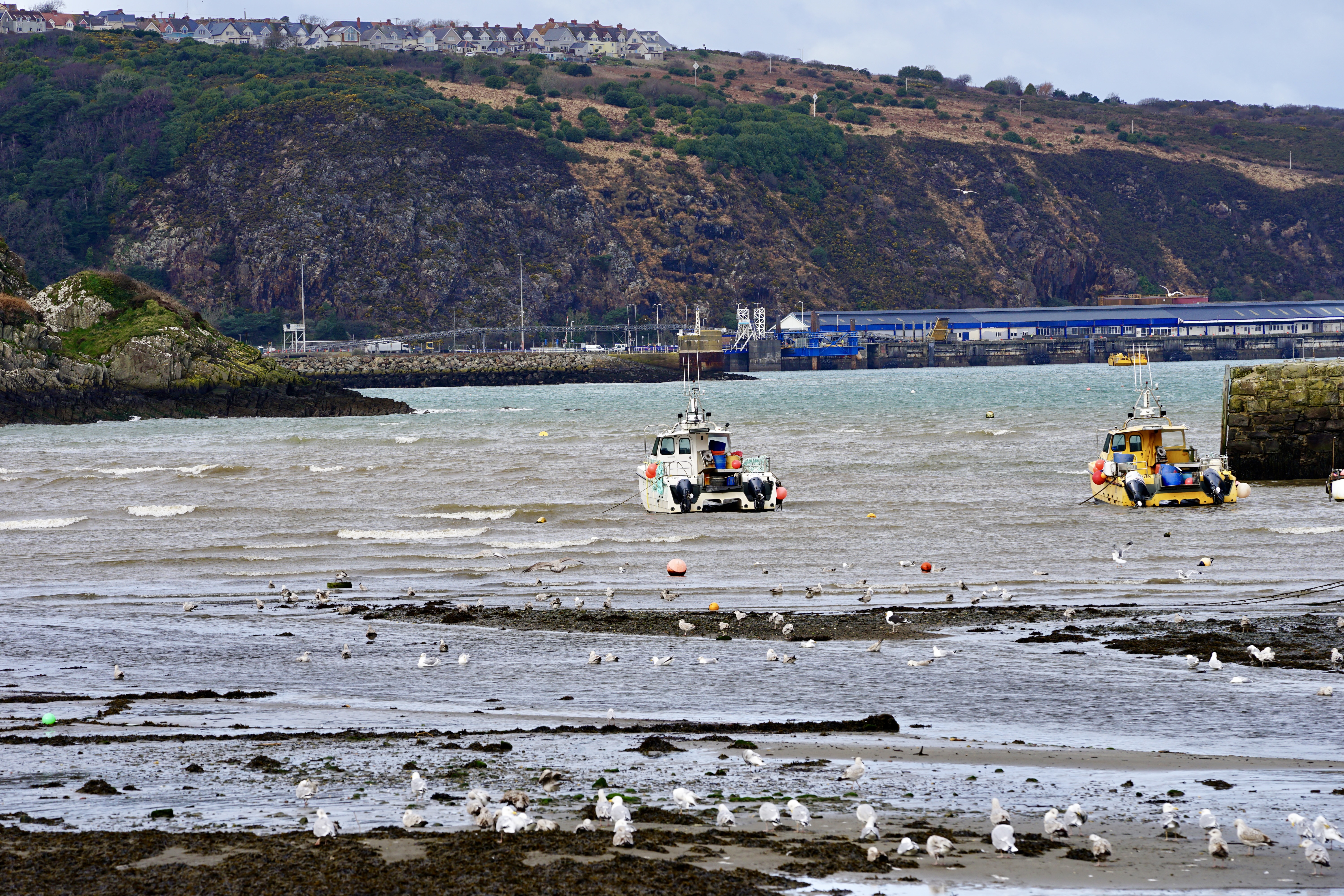 Fishguards_Lower_Town_harbour. Fishguards_Lower_Town_harbour.