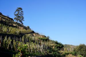 Steep_vineyards_at_Domaine_de_Corp_de_Loup