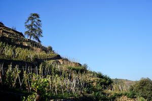 Steep_vineyards_at_Domaine_de_Corp_de_Loup