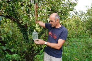 Stephan Jay shows how he grows pears in a bottle